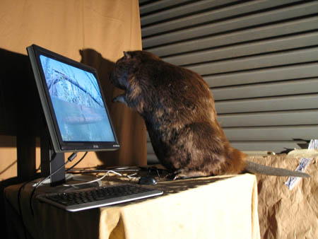 Compu Beaver