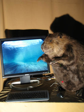 Compu Beaver