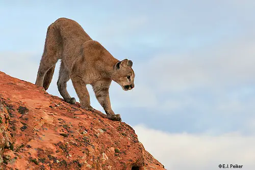 cougar jumping line art