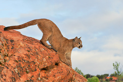 Cougar Jumping