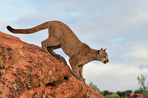 Cougar Jumping