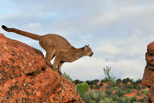 Cougar Jumping