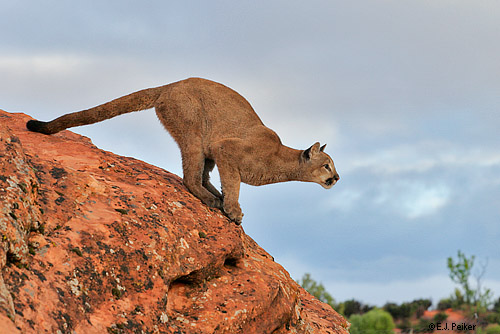 Cougar Jumping