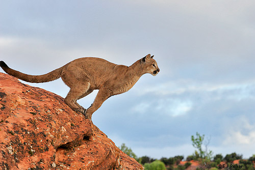 Cougar Jumping