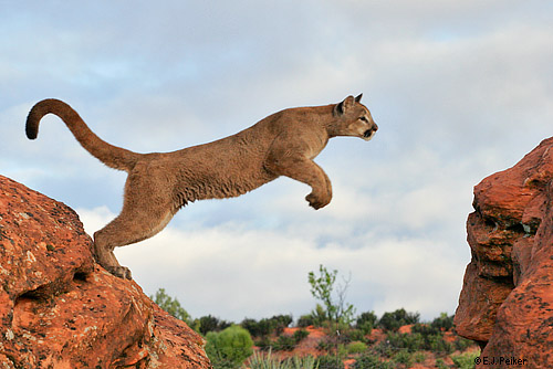 Cougar Jumping