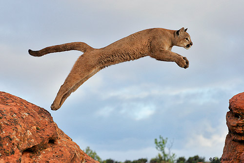 Cougar Jumping