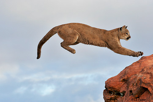 Cougar Jumping