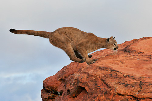 Cougar Jumping