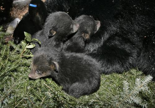 Cute Baby Bears