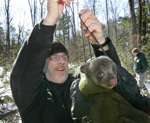 Cute Baby Bears