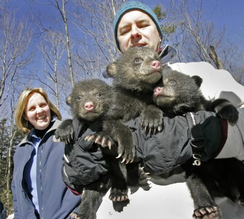 Cute Baby Bears