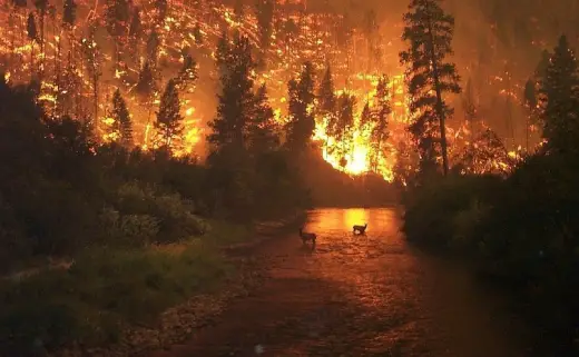 Deer In Burning Forest