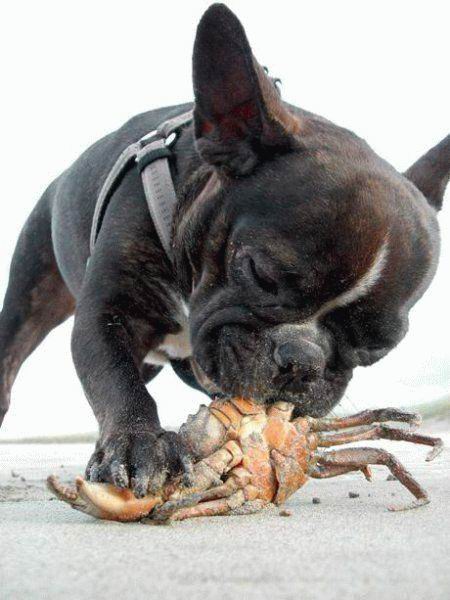 Dog Eats Crab