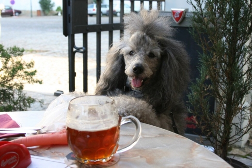 Dog Likes Beer