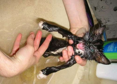 Doggy Baths