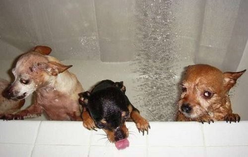 Doggy Baths