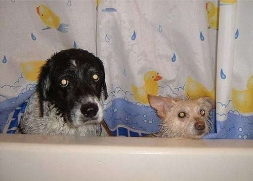 Doggy Baths