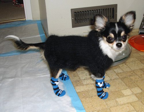 Doggy Socks