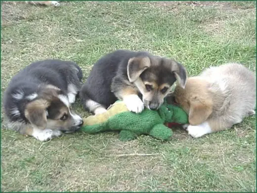 Dogs Eating Alligator