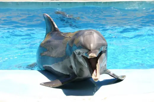 Dolphin Saying Hi