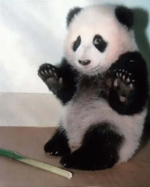 Dont Shoot Me Panda