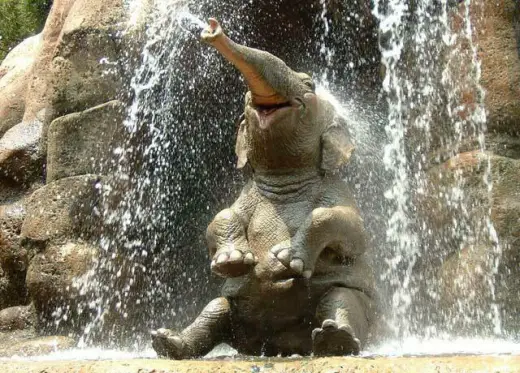 Dumbo Drinking