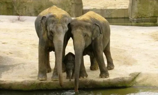 Elephant Family