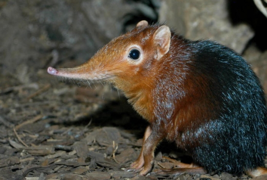 Elephant Shrew