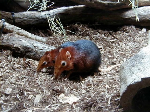 Elephant Shrew