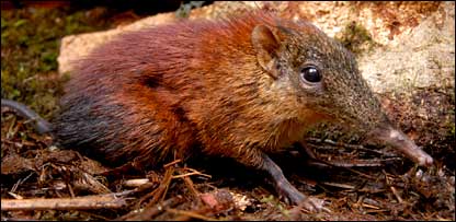 Elephant Shrew