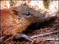 Elephant Shrew