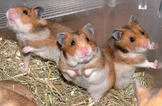 Fat Hamsters