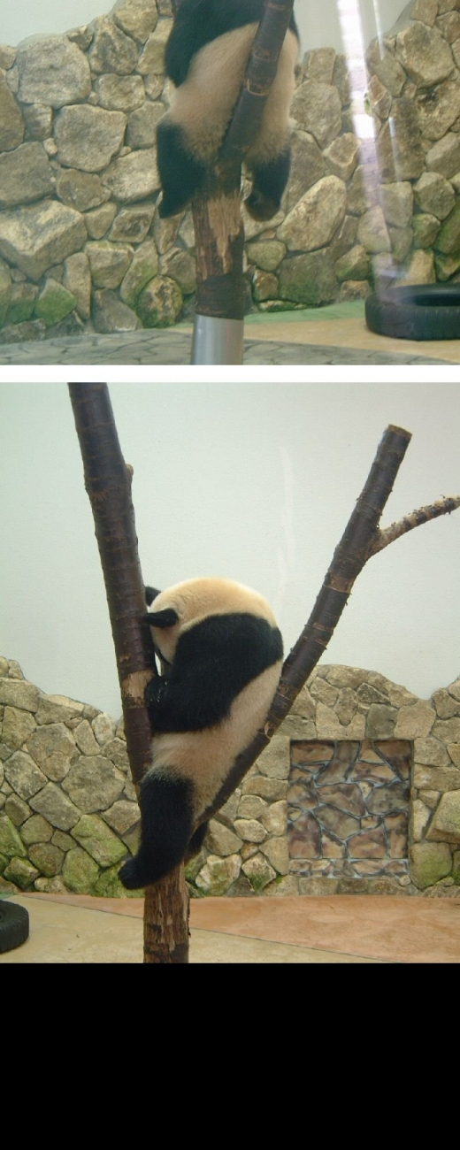 Funny Sleeping Panda