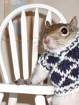 Funny Squirrel Outfits