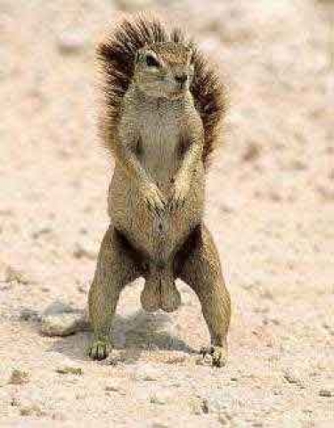 Funny Squirrels