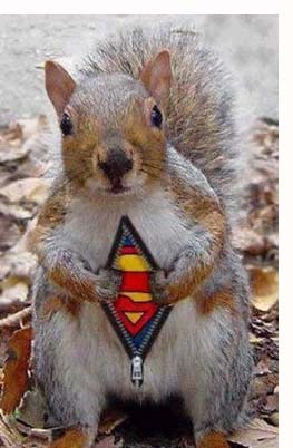 Funny Squirrels