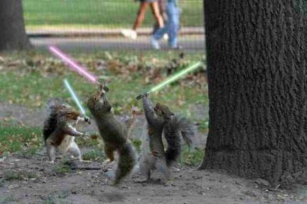 Funny Squirrels