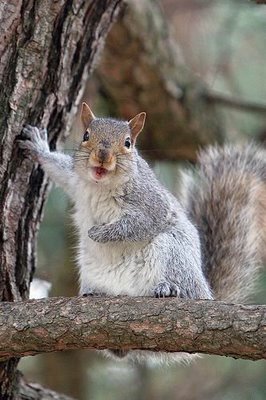 Funny Squirrels