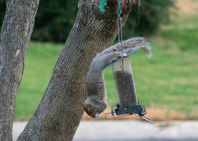 Funny Squirrels