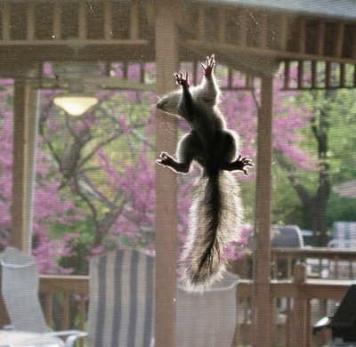 Funny Squirrels