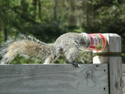 Funny Squirrels