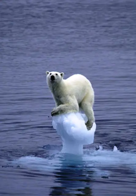 Global Warming Polar Bear