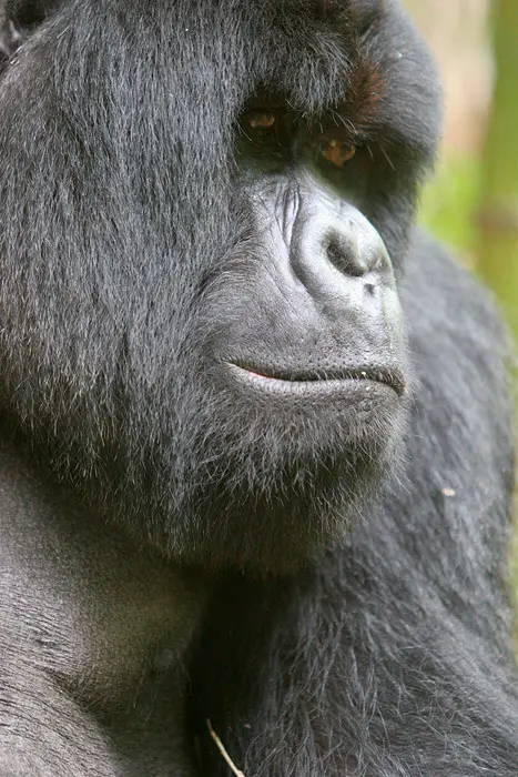 Gorillas In Rwanda