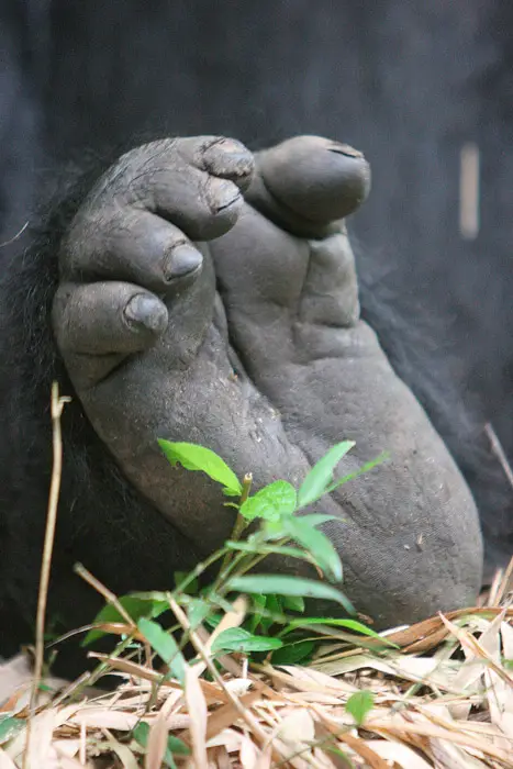 Gorillas In Rwanda