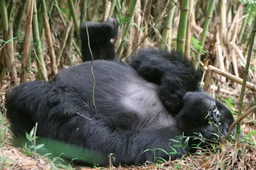 Gorillas In Rwanda