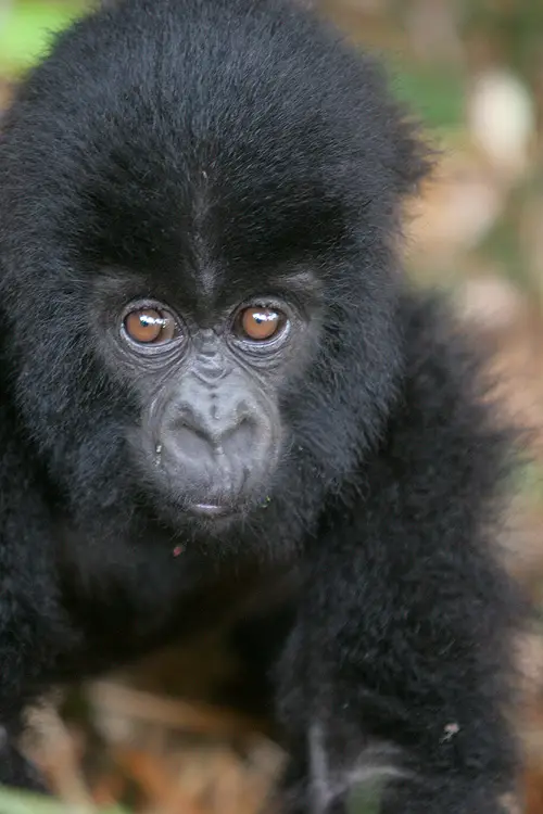 Gorillas In Rwanda