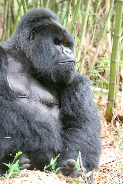 Gorillas In Rwanda