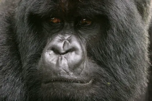 Gorillas In Rwanda