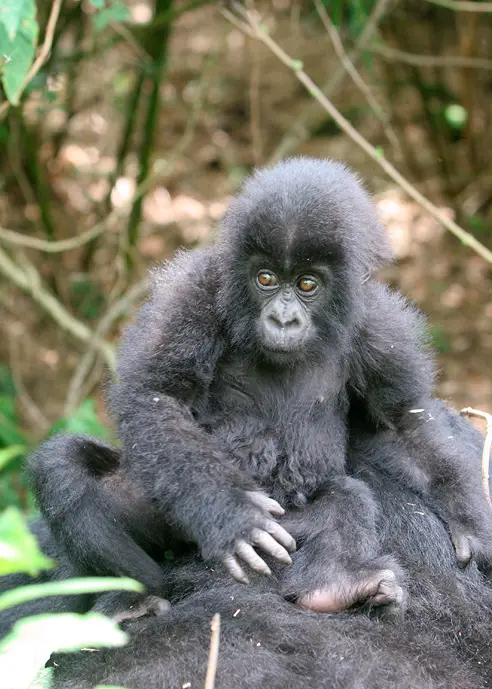 Gorillas In Rwanda