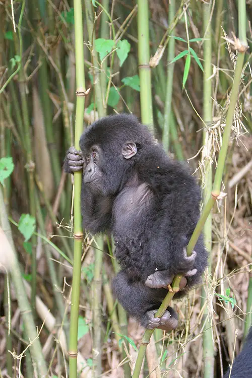 Gorillas In Rwanda